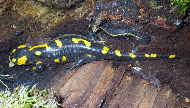 Salamandra e Tritone? S. s. salamandra e Triturus carnifex